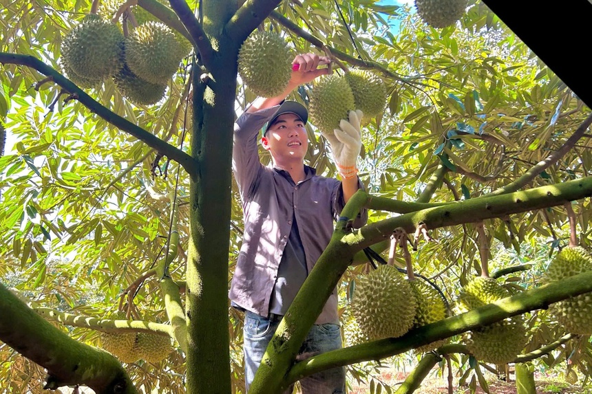 Sau rieng gia re beo,  sau rieng dat anh 5