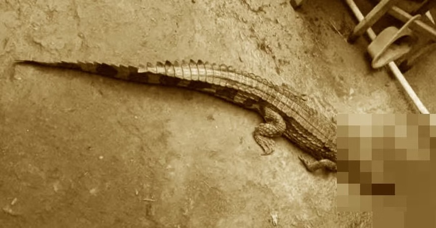 Phat hien ca sau anh 1