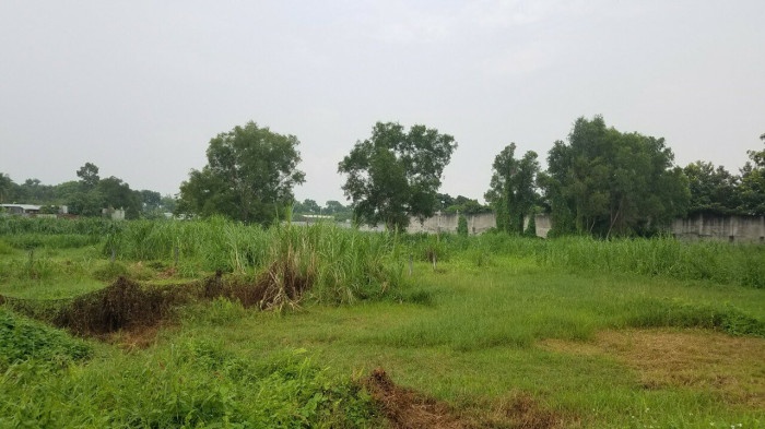 Nguoi dan ong tu vong anh 1