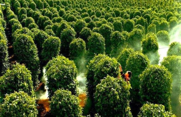 Điểm tham quan nổi bật ở Phú Quốc gồm mũi Dinh Cậu, suối Tranh, Bãi Dài,  Hòn Thơm, vườn tiêu.