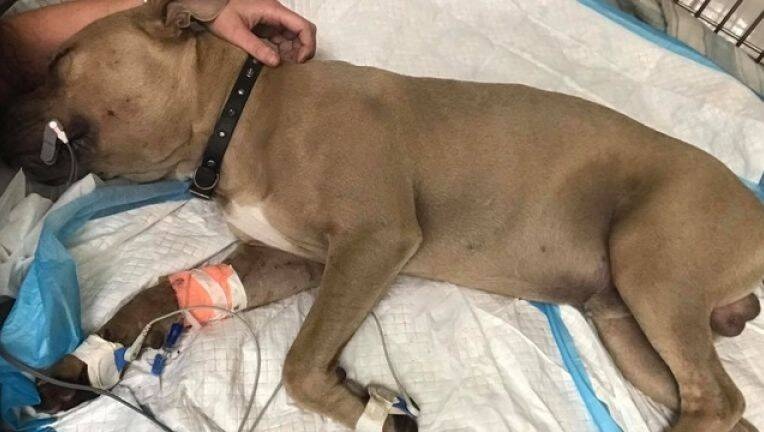 Cho pitbull chet vi tinh nguyen de ran doc can anh 2