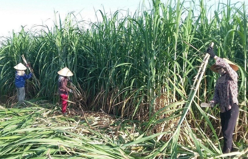 Lo đường nhập lậu lấn sân, vì sao doanh nghiệp không tự cứu mình?