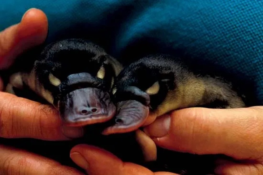 Thu mo vit anh 7