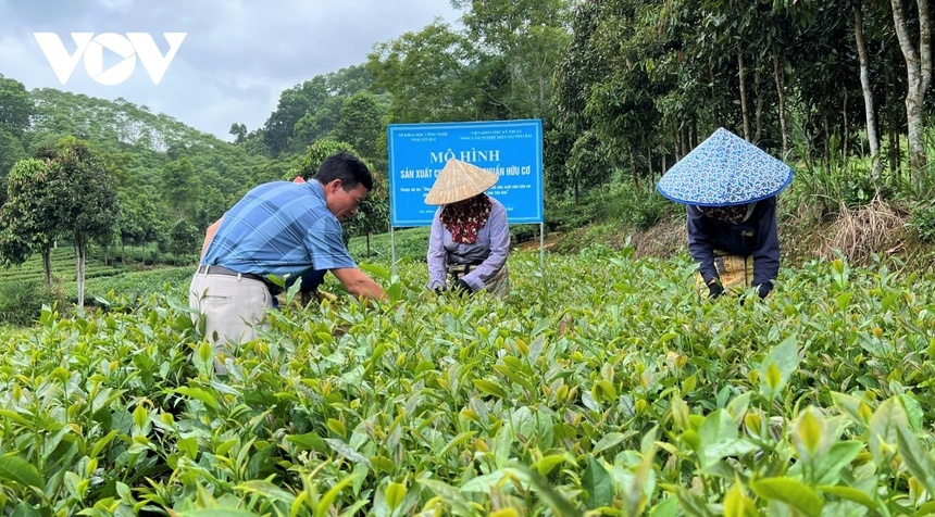 che xanh,  doi che anh 2
