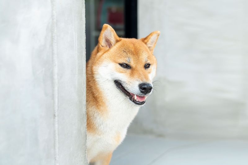 Cho Shiba dat hang nho cac loai coin dong vat anh 1