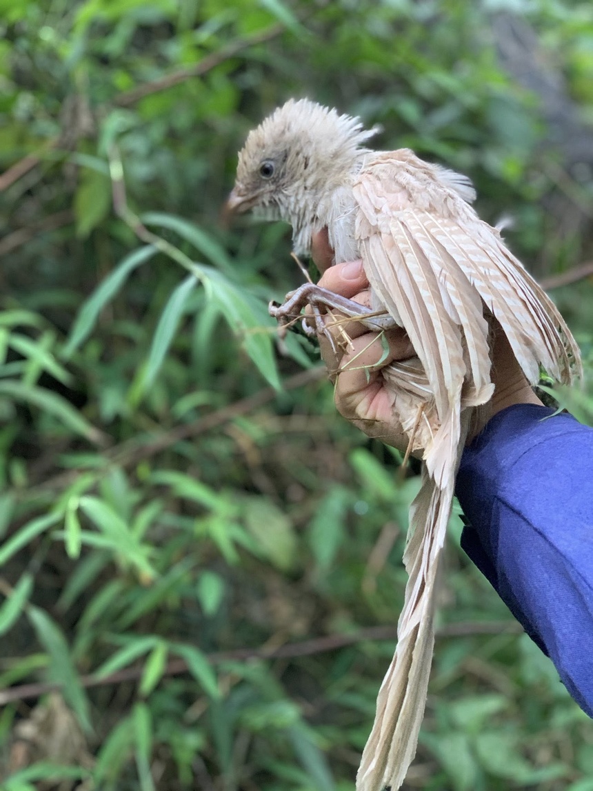 bim bip bach tang anh 2