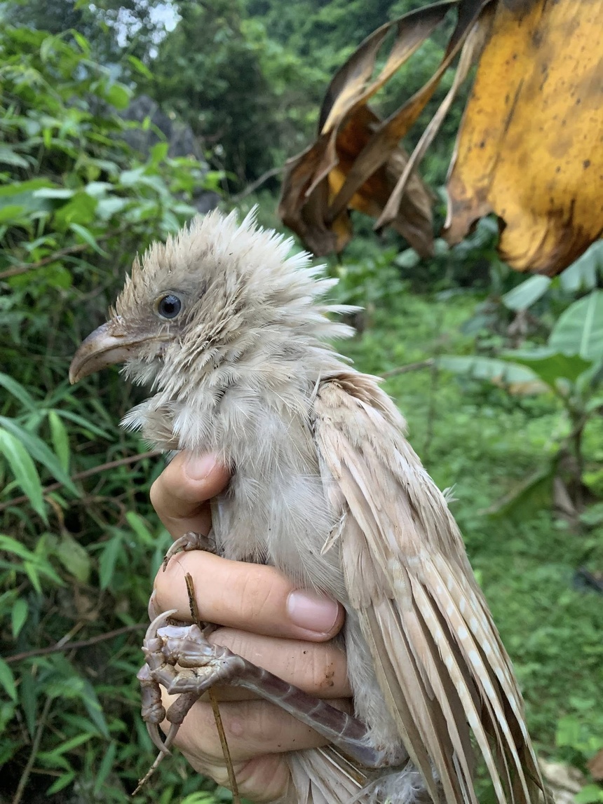 bim bip bach tang anh 1