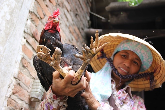 Gà chín cựa: Gắn với truyền thuyết Sơn Tinh, Thủy Tinh, gà chín cựa có mức giá cao nhiều lần so với các loại gà thông thường. Vào dịp Tết, giá gà có thể dao động từ 600.000 - 1 triệu đồng. Tuy nhiên, ngoài một số gà chín cựa thuần chủng hiếm hoi còn lại, hiện chưa ai lai tạo thành công giống gà này. Có điều, người dùng vẫn chấp nhận những chú gà lai tạo 6, 7 hay 8 cựa cúng gia tiên. Ảnh: Báo Tiền Phong