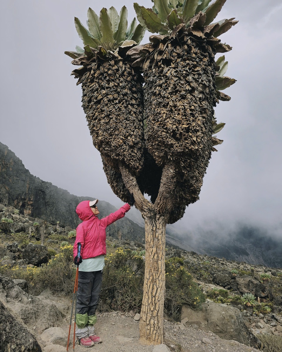 Kilimanjaro anh 6