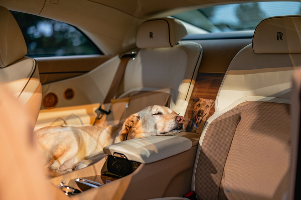 rolls-royce,  spectre,  spectre bailey,  rolls-royce spectre bailey,  cho,  cho cung,  thu cung,  Labrador,  Golden Retriever anh 2