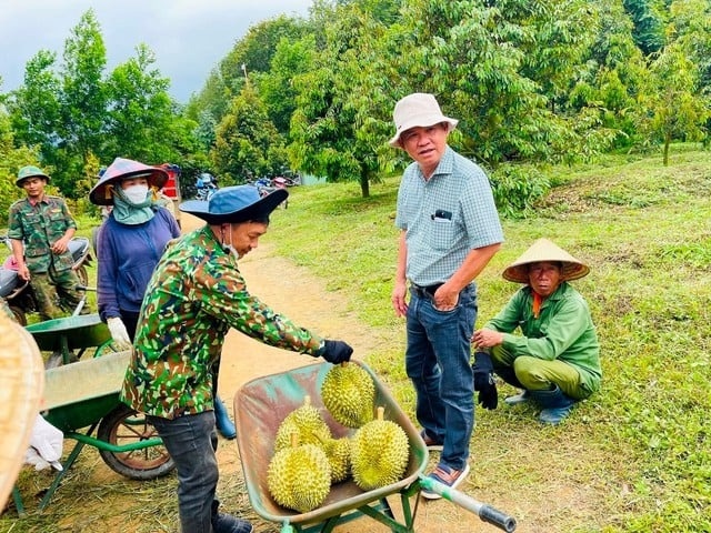 Đại gia đua nhau đi bán sầu riêng