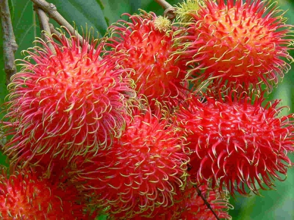 Chôm chôm - Mới đầu hè, miền Bắc chưa có nhiều nơi bán chôm chôm bởi món quả này chính vụ phải chờ tới đầu tháng 5.Nhưng năm nay chôm chôm miền Nam được mùa chín sớm, lác đác trên vài con phố đã thấy bán chôm chôm.