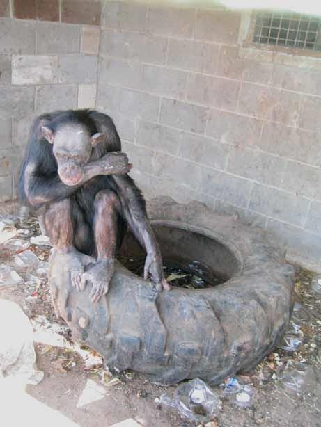 so thu bo doi dong vat anh 2