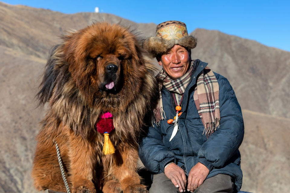 cho ngao tay tang anh 3