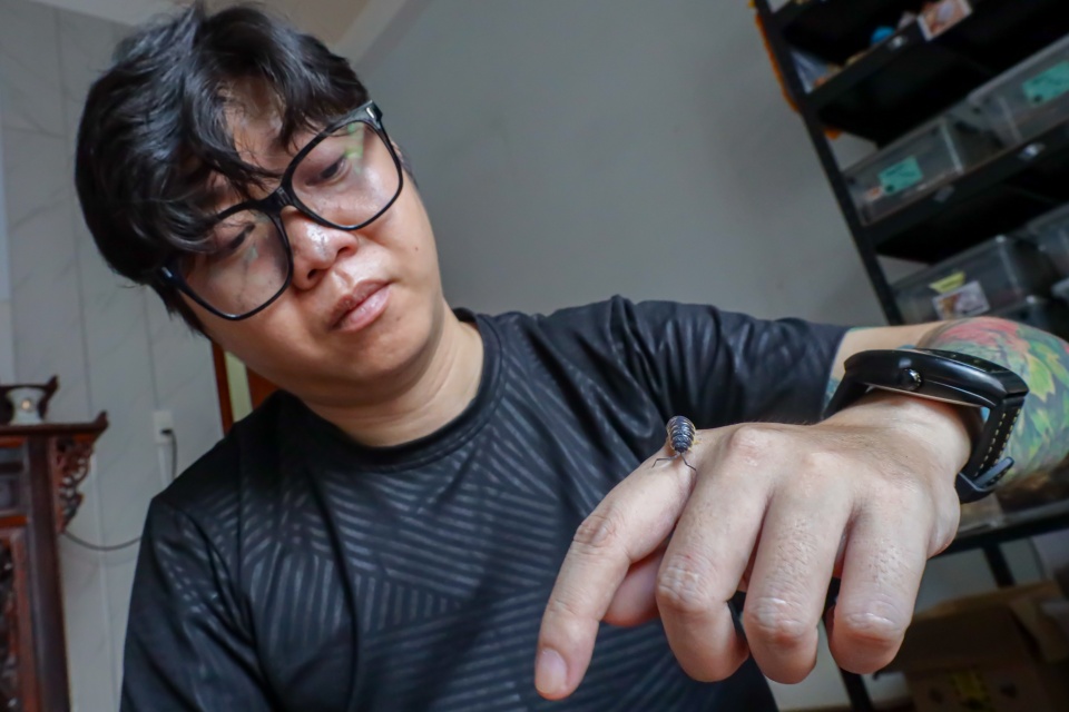 nuôi isopod tại nhà ảnh 2 nuoi isopod tai nha anh 2