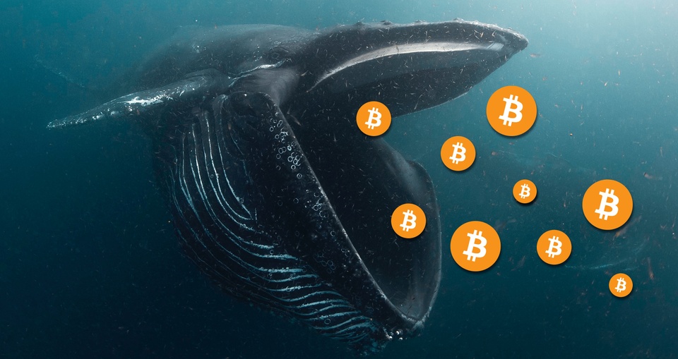 bitcoin_whale.jpg