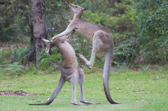 Australia anh 1