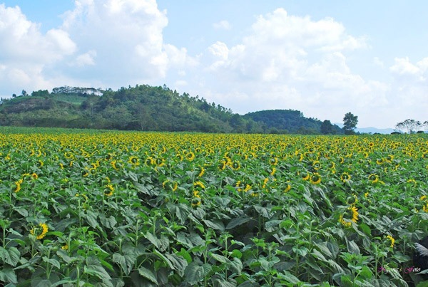 Nghe An anh 3
