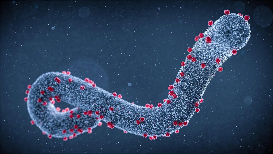 virus Marburg anh 2
