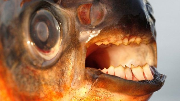 Pacu: Đây là một họ hàng của Piranha với hàm răng giống như con người. Điều đáng sợ là cá Pacu có sở thích đặc biệt với tinh hoàn nam giới. Nhiều trường hợp con người đã bị cá Pacu tấn công và thậm chí là tử vong. Hiện nay cá Pacu không chỉ có ở Amazon mà đã lan sang châu Âu.