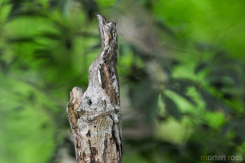 Potoo: Đây là một nhóm chim có họ hàng với cú muỗi và cú muỗi mỏ quặp, sống rải rác khắp rừng Amazon. Ban ngày, chim Potoo thường đậu trên cành cây khô, bất động với bộ lông hòa lẫn với màu vỏ cây để tránh các động vật săn mồi. Loài Potoo hoạt động về đêm và ăn côn trùng. Ảnh: 