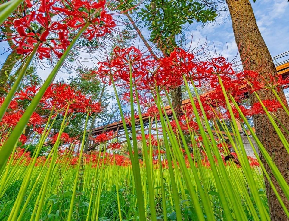 hoa bi ngan anh 6