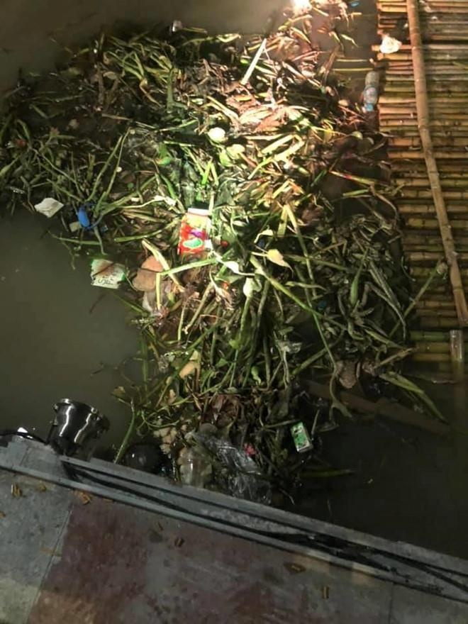 thien nga hai phong anh 1