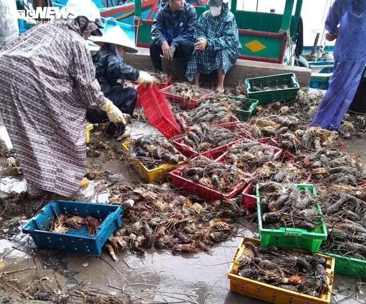 20 trieu tom hum anh 2