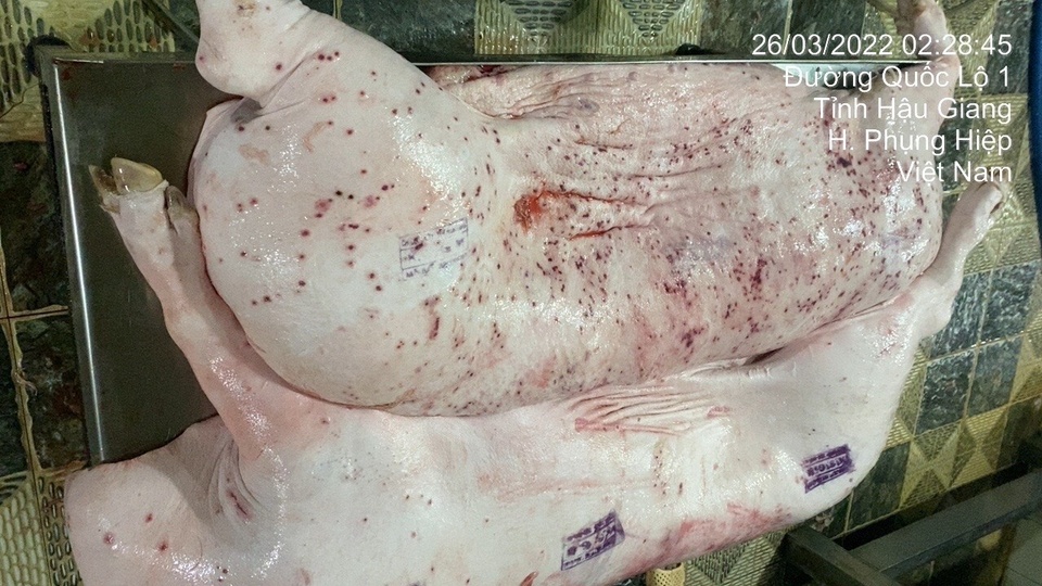 Lộ sai phạm kiểm soát tại lò mổ heo cho Công ty C.P. Việt Nam