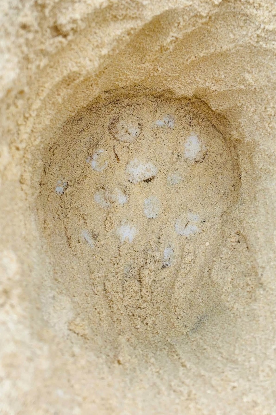 rùa biển,  Hòn Cau ảnh 2