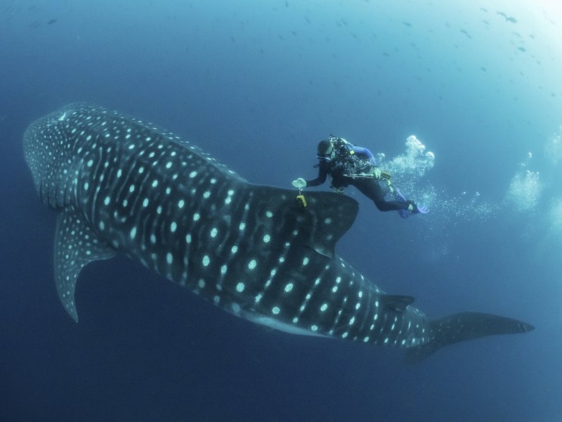 tau ca Trung Quoc o Galapagos anh 2